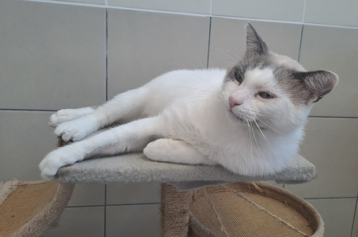 Sparrow - Chat Européen à adopter - photo 4
