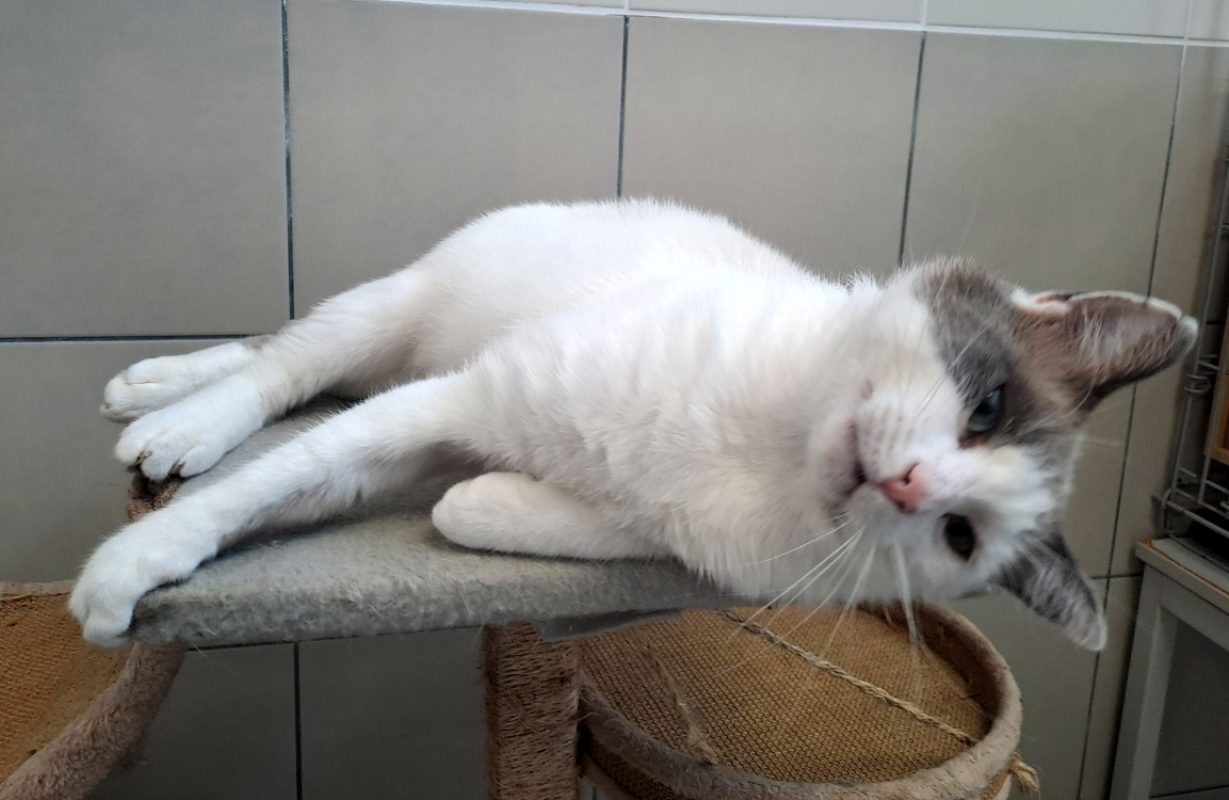 Sparrow - Chat Européen à adopter - photo 10