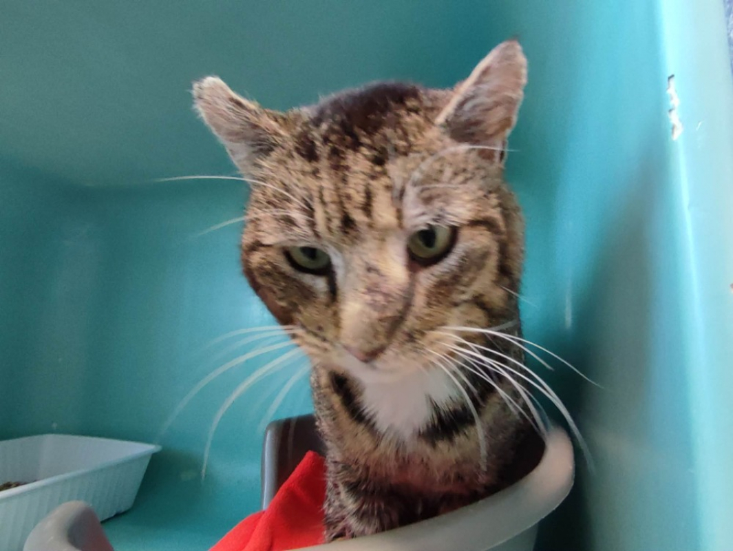 Photo #2 de Davey jones