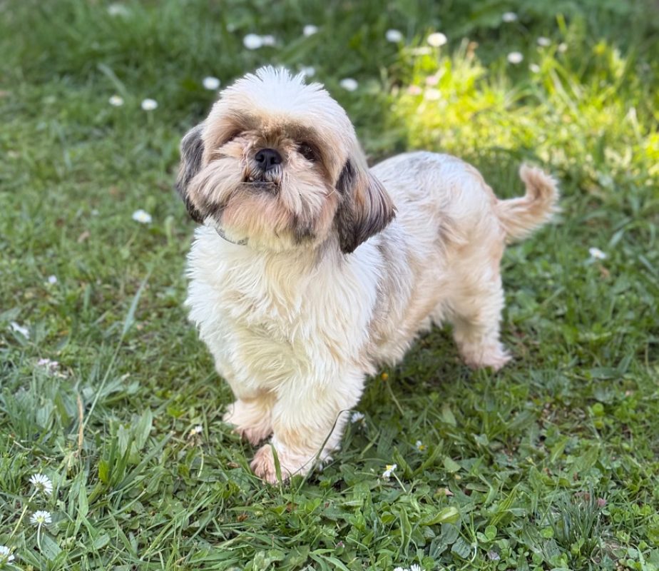 Rebane Rebane - Shih Tzu à adopter à Compiègne (60) - Animaux.fr