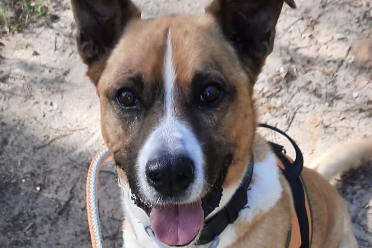Fox réservé - Chien à adopter