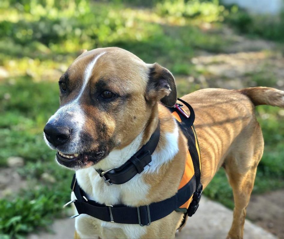 Fox réservé - Chien à adopter - photo 2