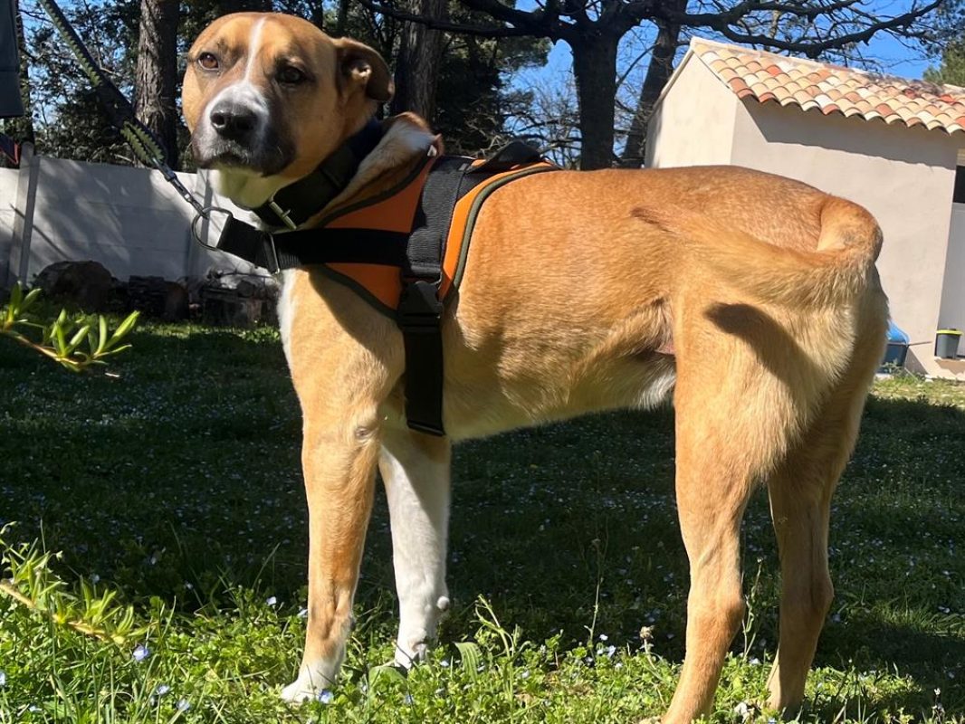 Fox réservé - Chien à adopter - photo 3