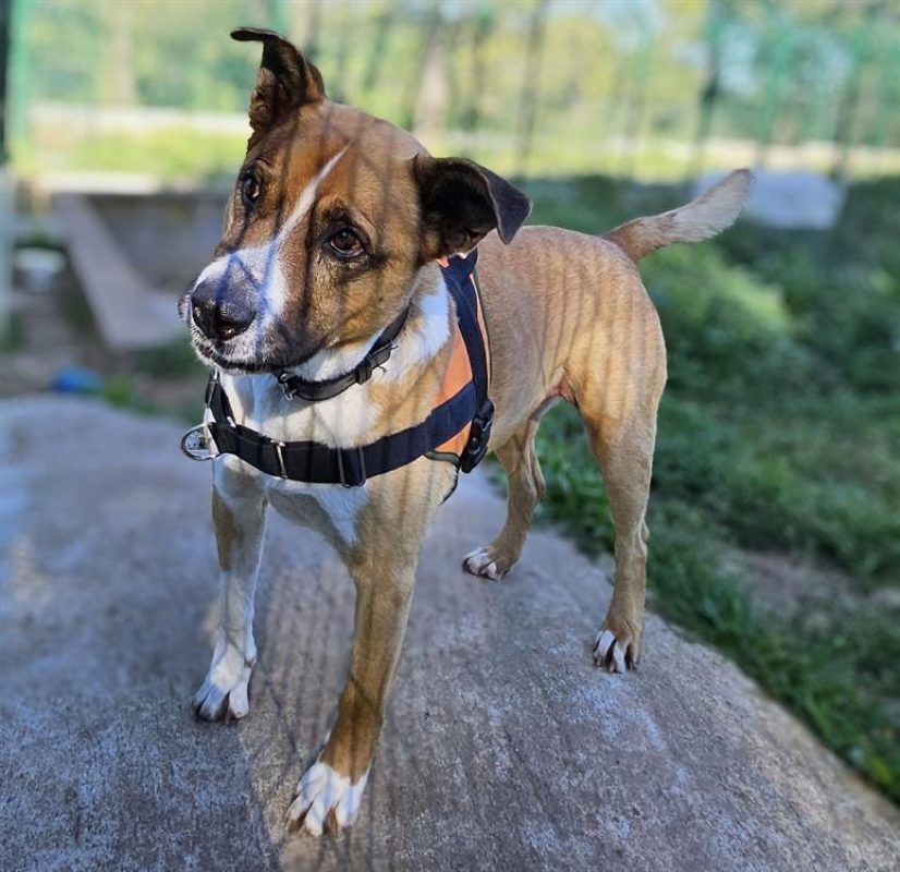 Fox réservé - Chien à adopter - photo 4