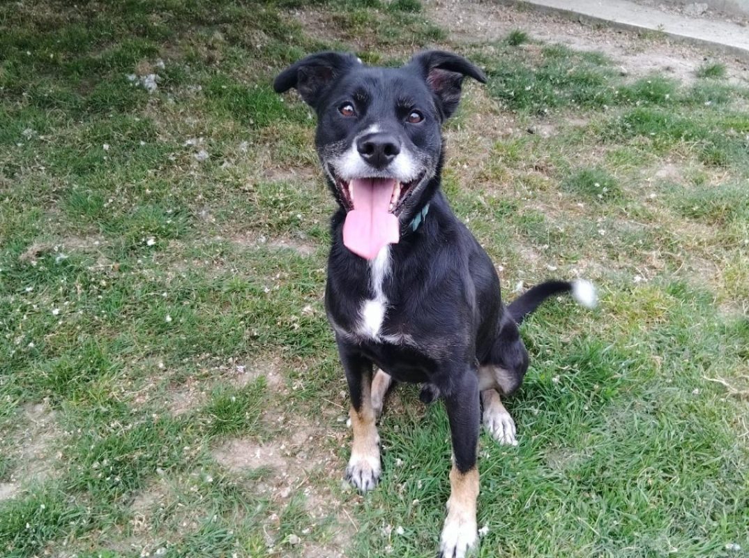 Tobby Tobby - Chien à adopter à Cholet (49) - Animaux.fr