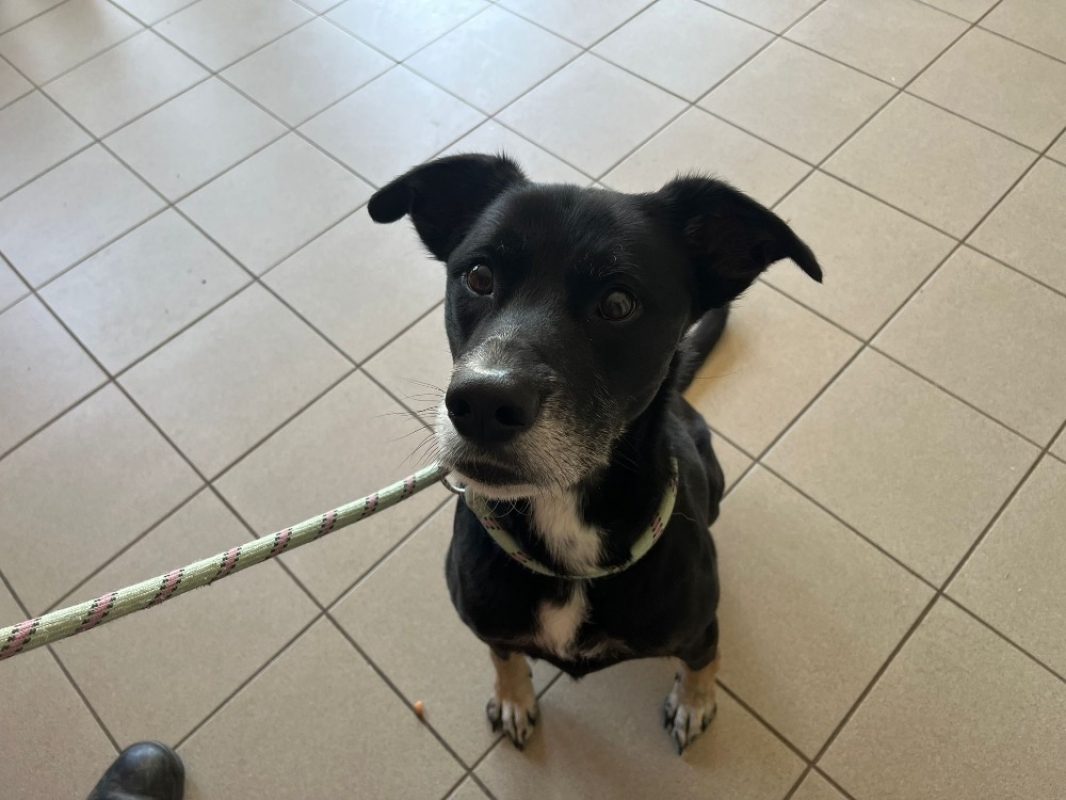 Tobby Tobby - Chien à adopter à Cholet (49) - Animaux.fr