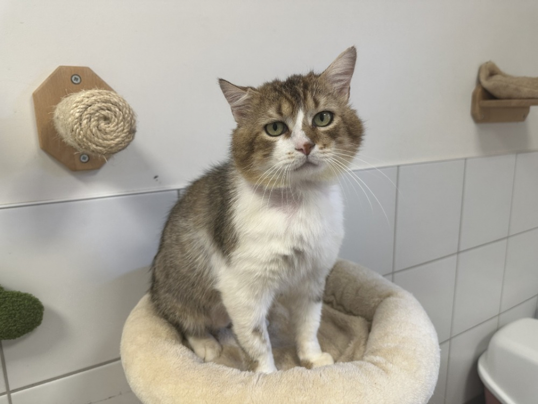 Rambo - Chat Européen à adopter