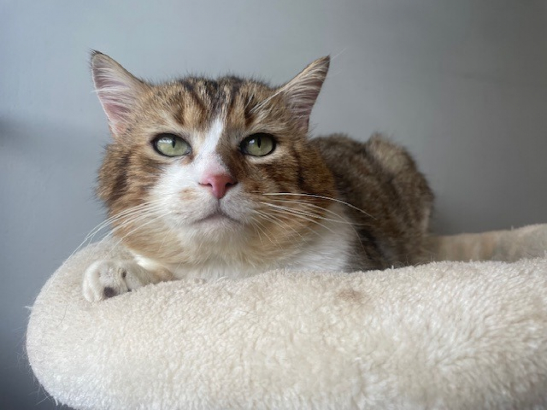 Rambo - Chat Européen à adopter - photo 2