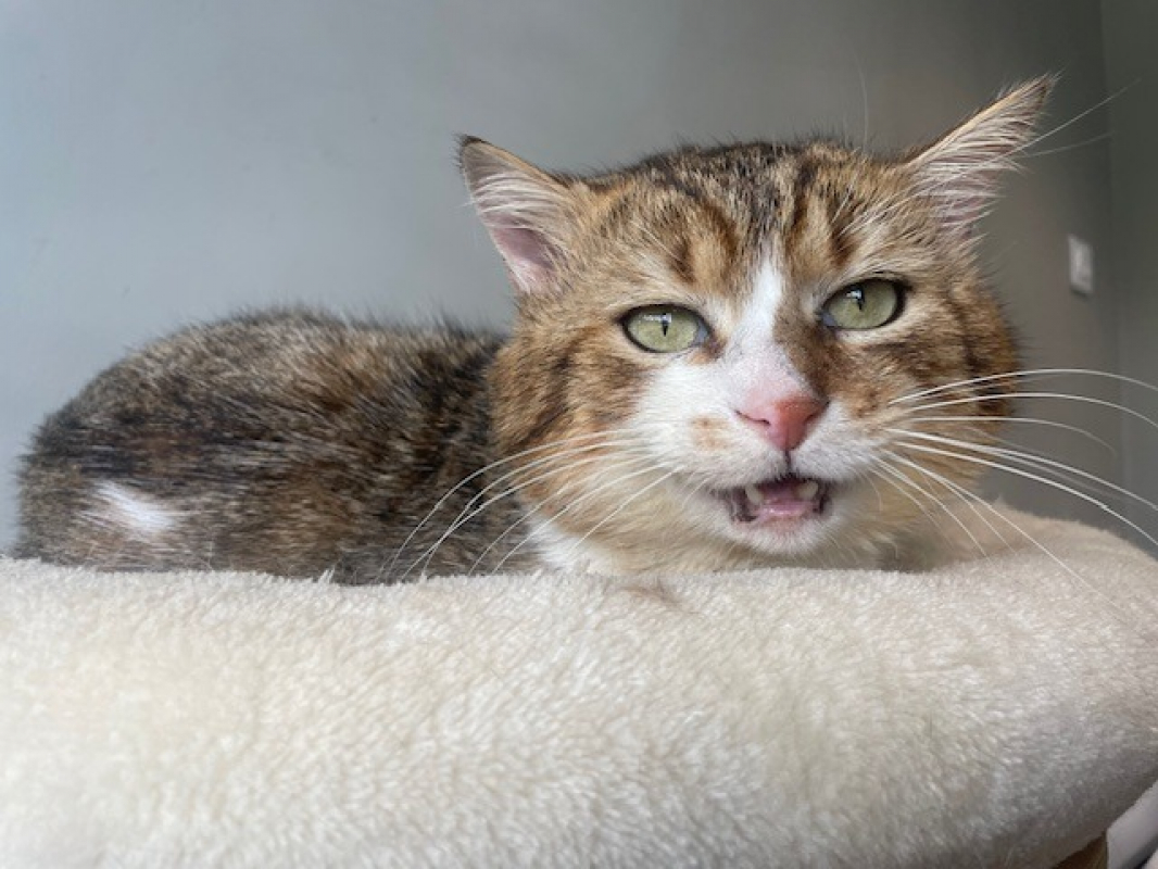 Rambo - Chat Européen à adopter - photo 3