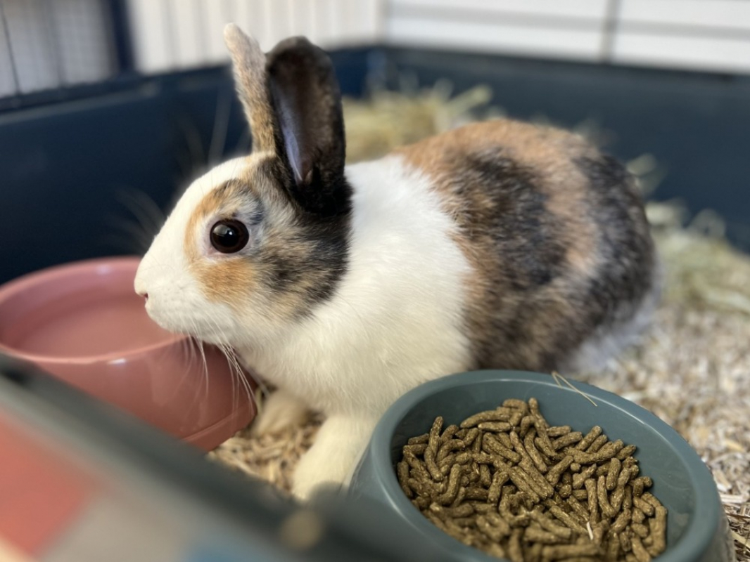 Photo de Coco