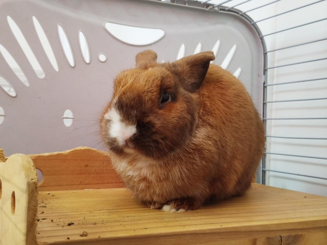 Photo de Calypso