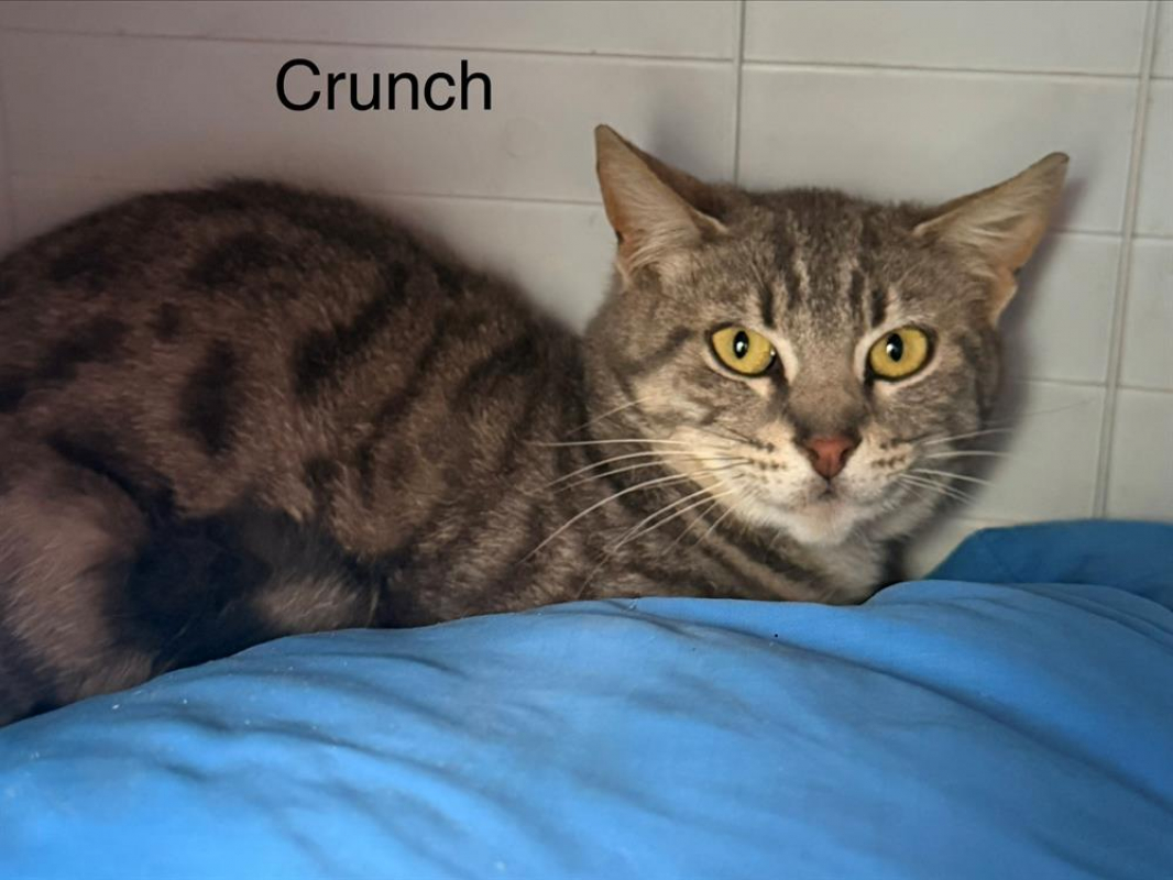 Photo de Crunch