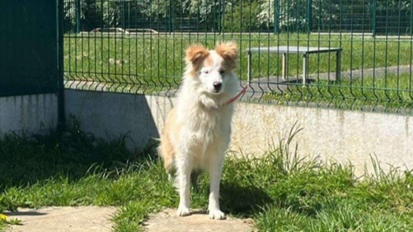 Photo #4 de Josie