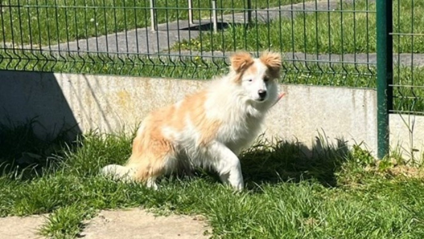 Photo #6 de Josie