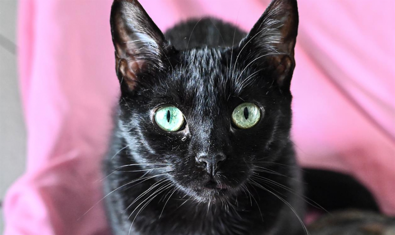Photo #1 de Bastet