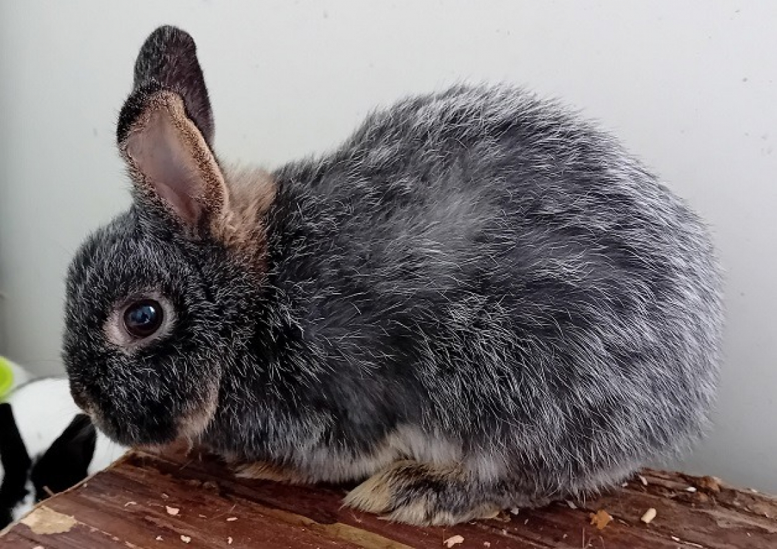 Photo #1 de Myosotis