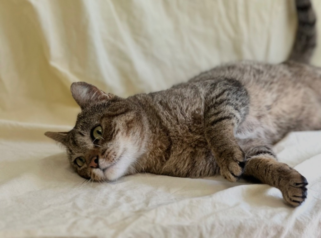 Photo #1 de Chocolat