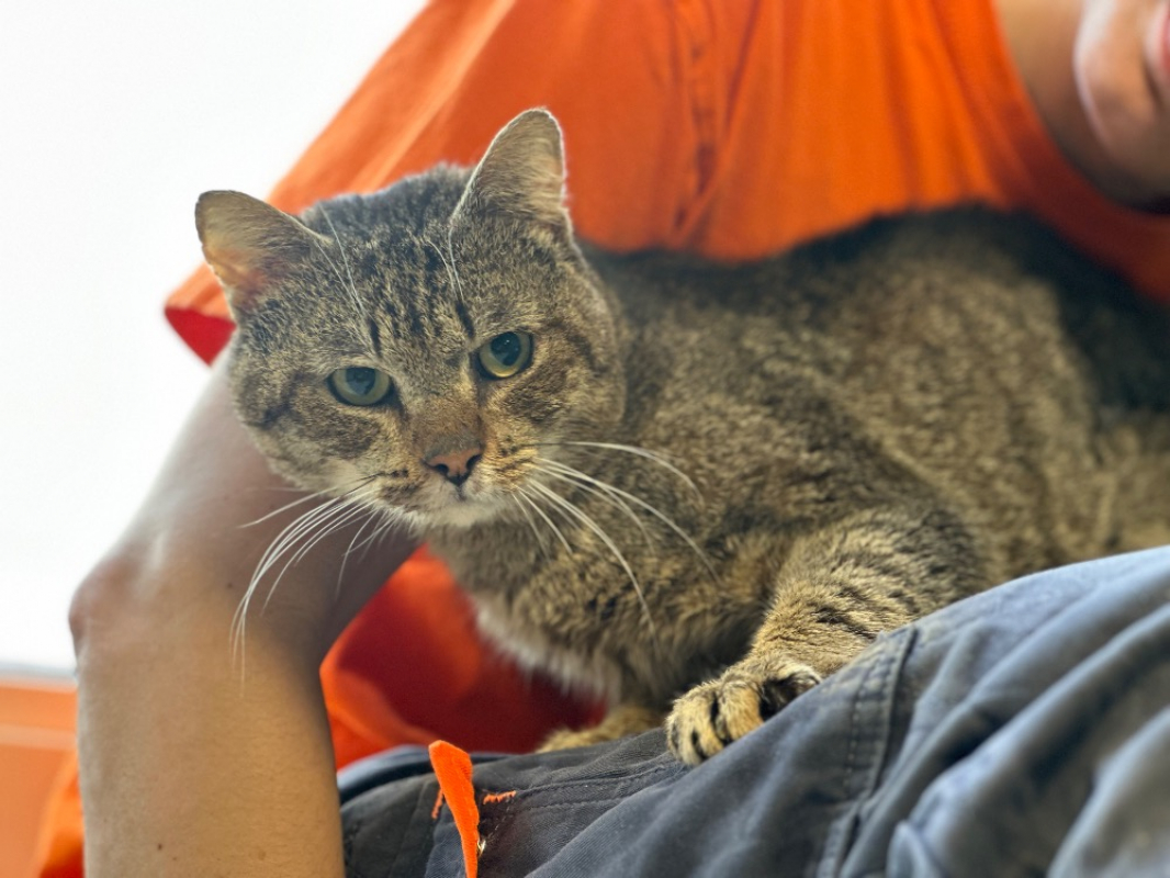 Photo #2 de Chocolat