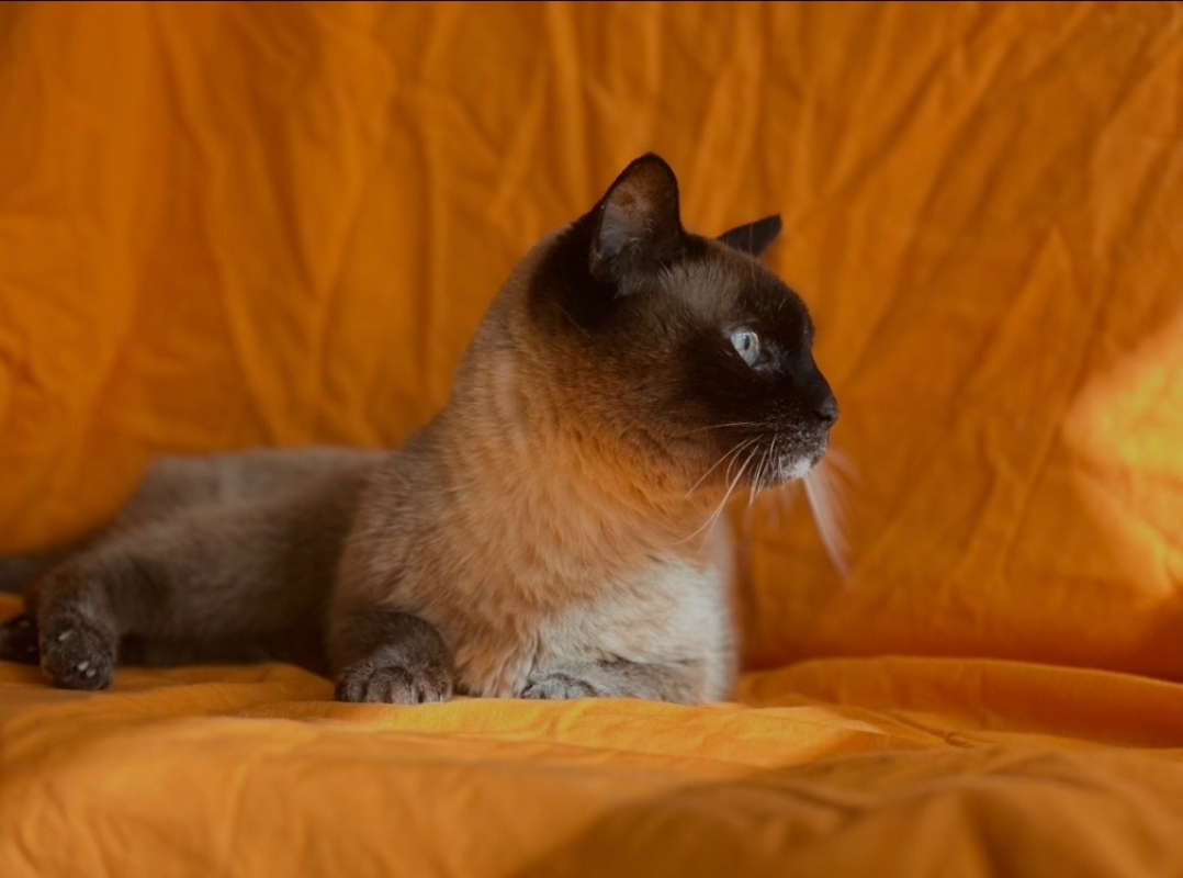 Photo #2 de Chaussette