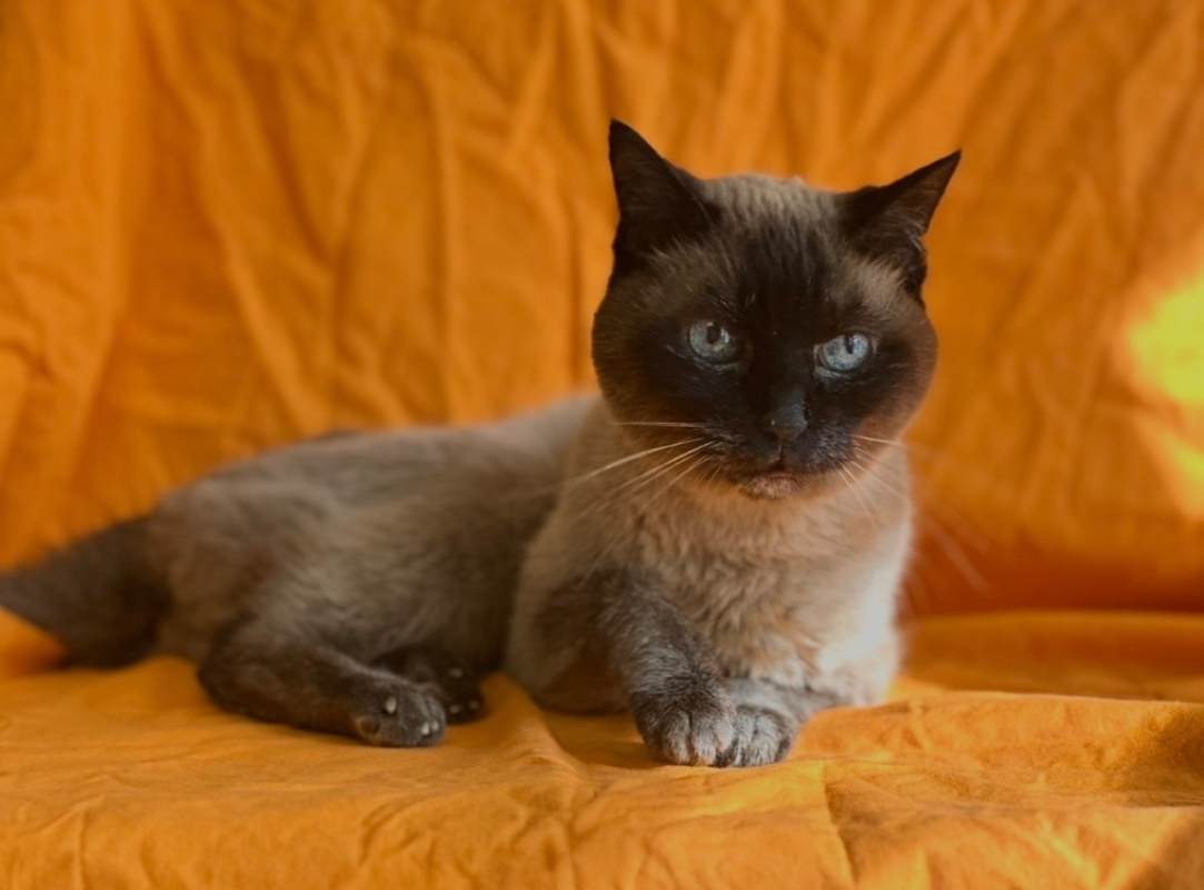 Photo #3 de Chaussette