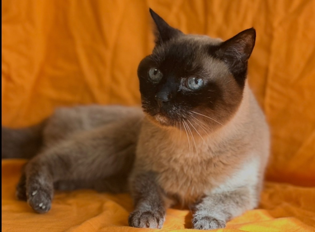 Photo #4 de Chaussette