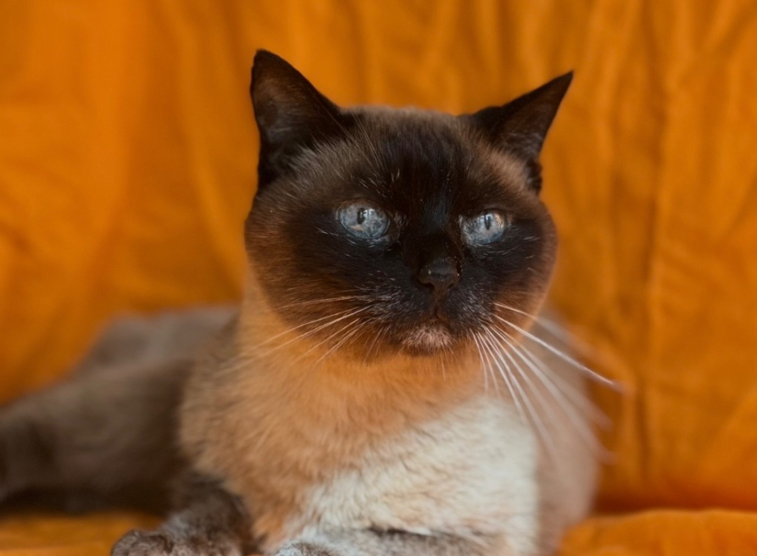 Photo #5 de Chaussette