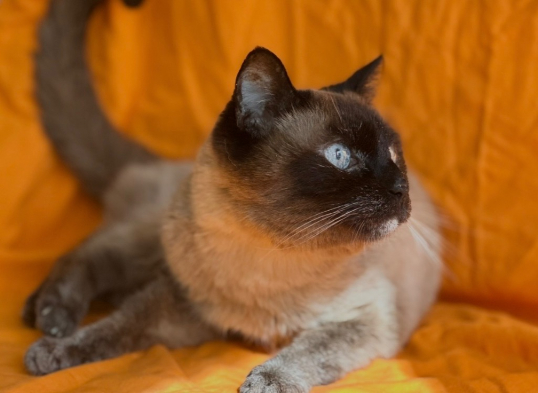 Photo #6 de Chaussette