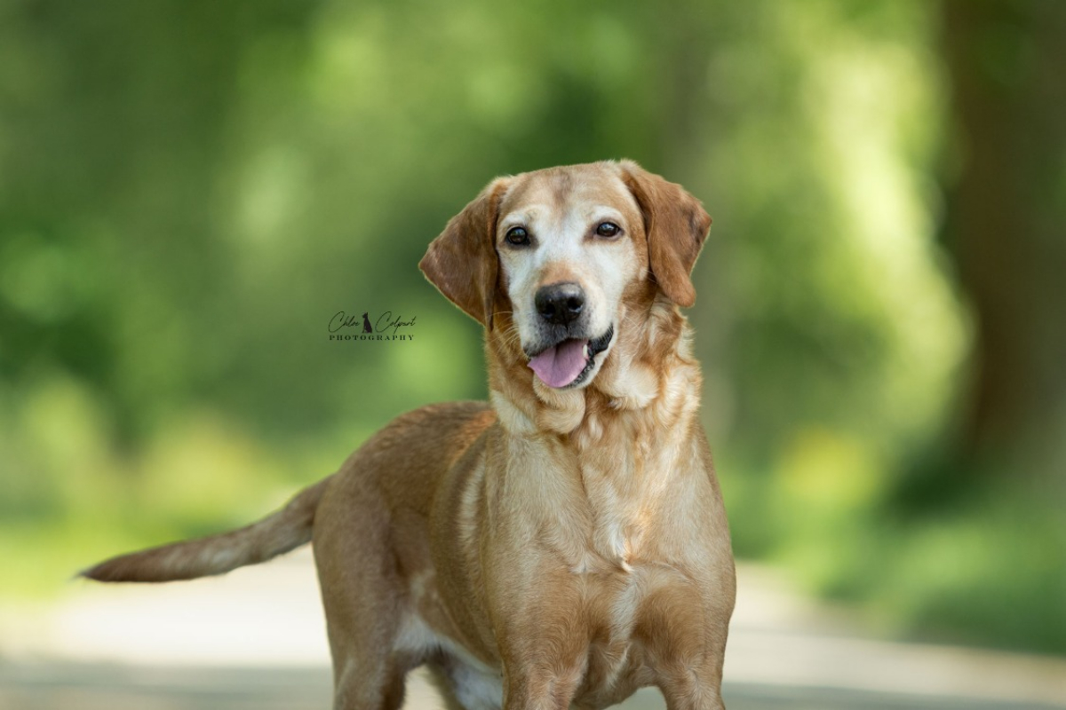 Photo #1 de Gribouille