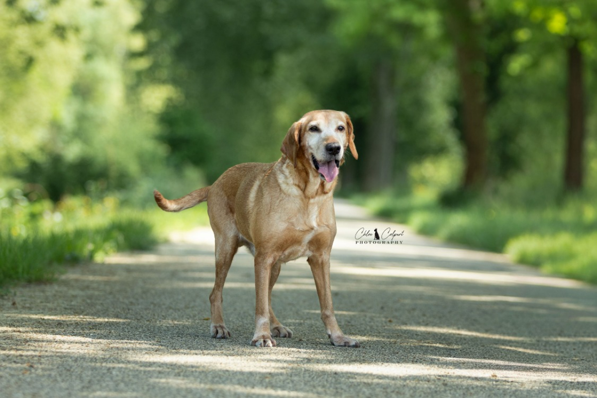 Photo #2 de Gribouille