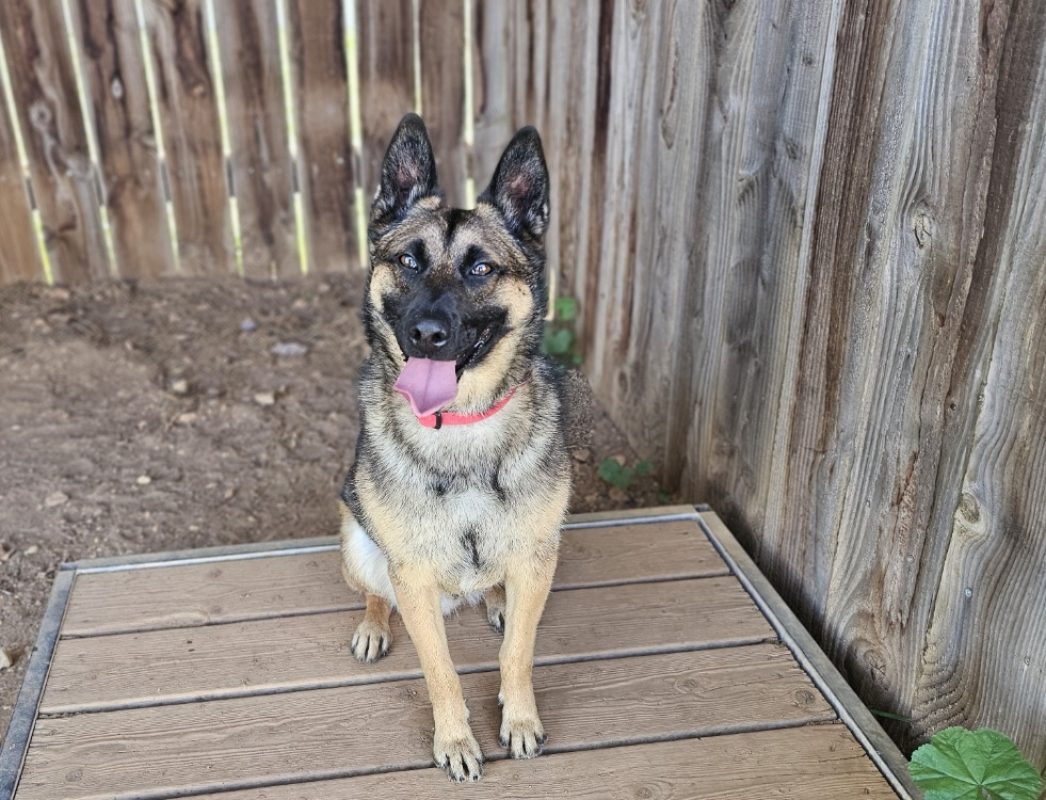 Perlot reservé - Berger Belge Malinois à adopter à Vallérargues (30 ...