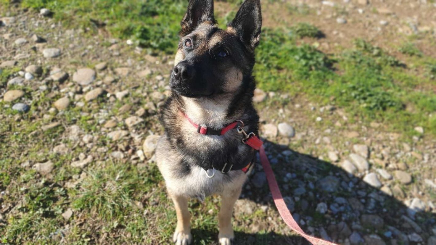 Perlot reservé - Berger Belge Malinois à adopter à Vallérargues (30 ...