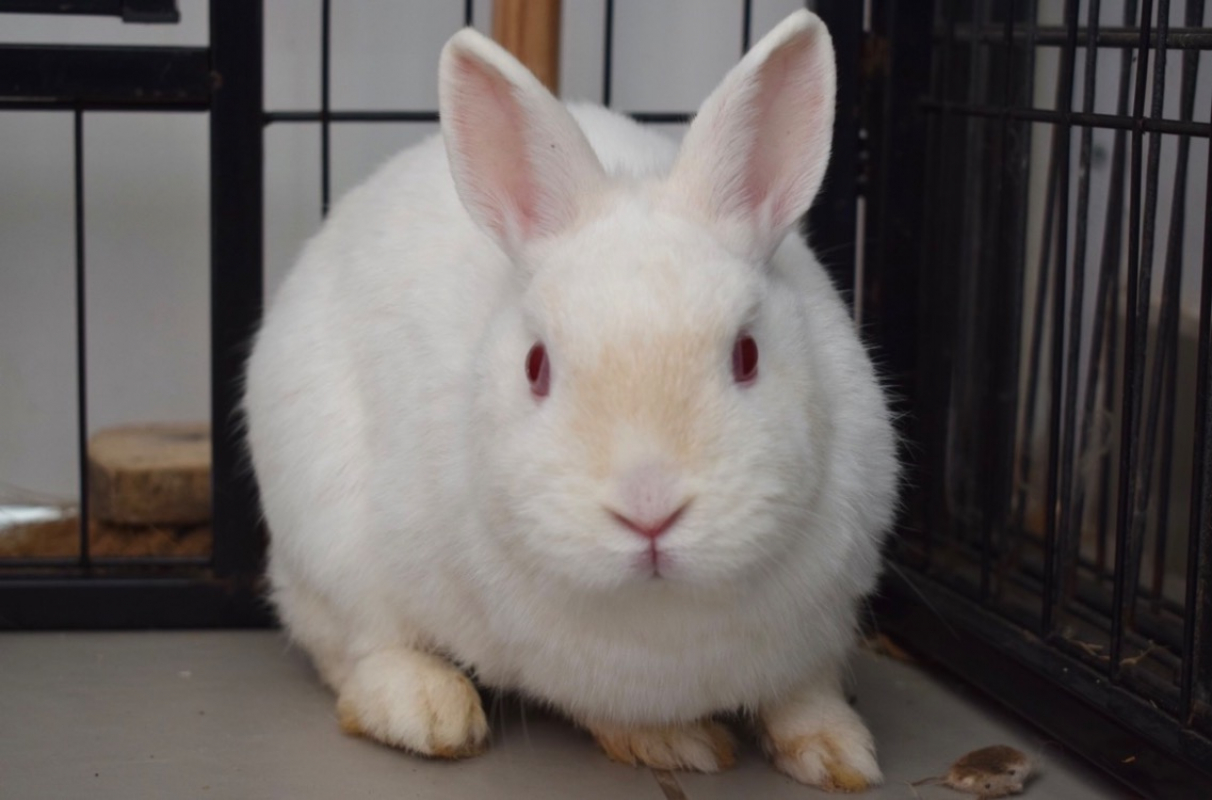 Photo #1 de Marguerite