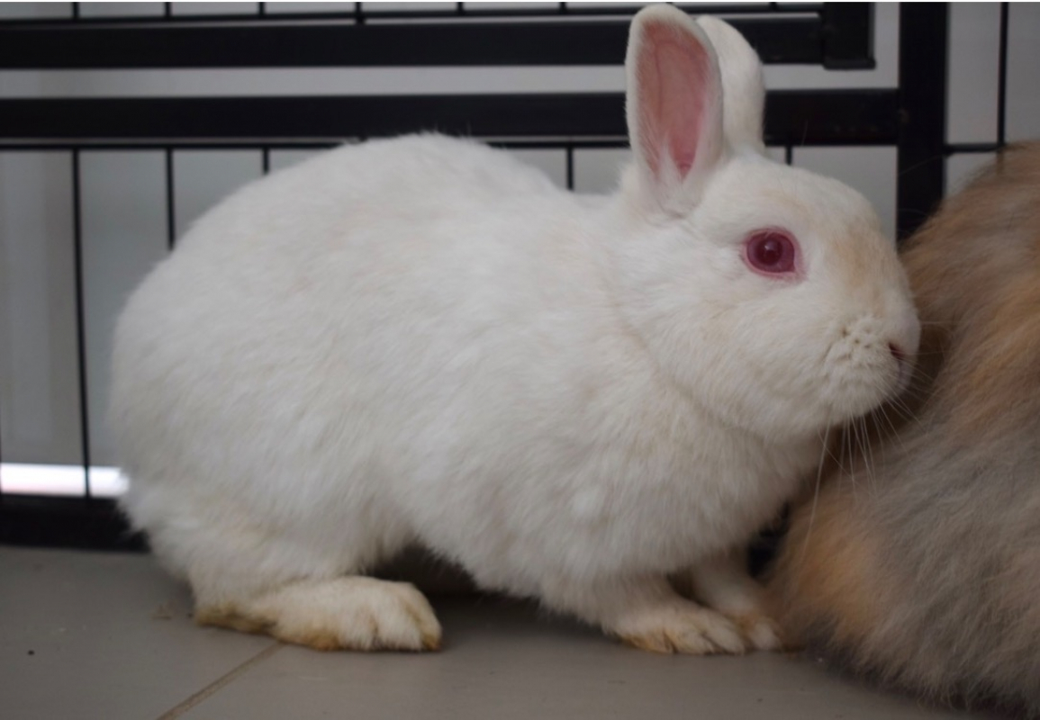 Photo #2 de Marguerite