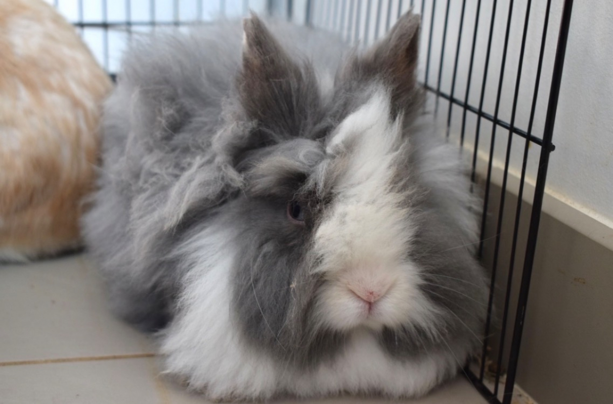 Photo #1 de Violette