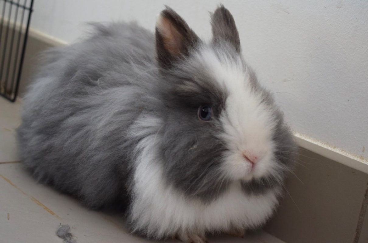 Photo #2 de Violette