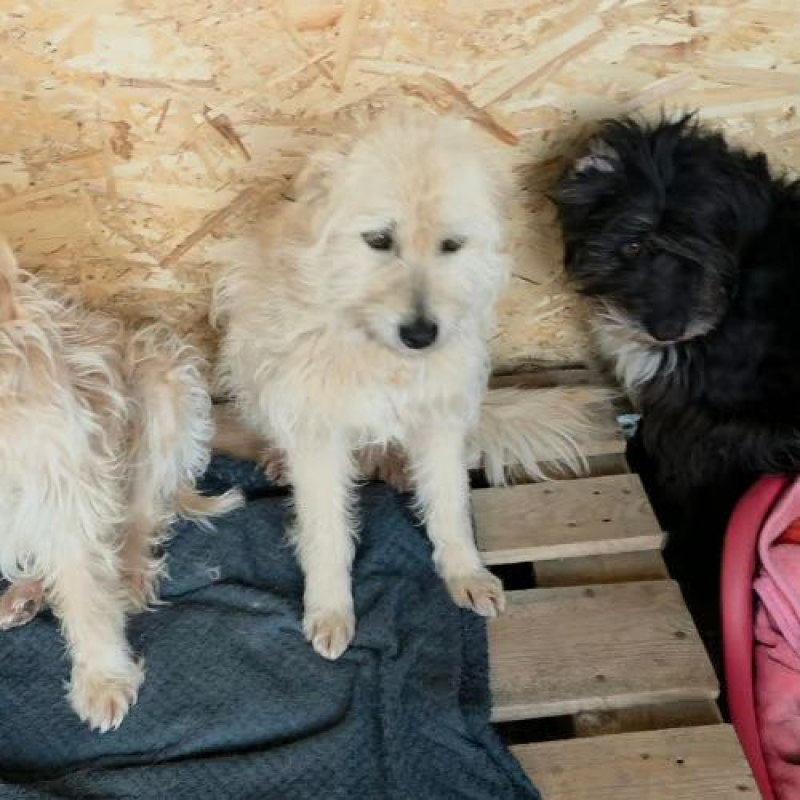 Photo #2 de LADY SUNSHINE