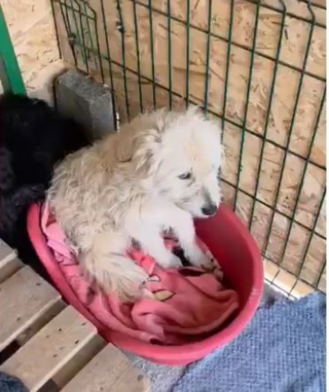 Photo #1 de LADY SUNSHINE