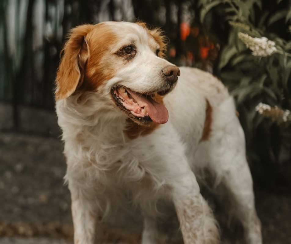 Lanzo - Chien Epagneul Breton à adopter