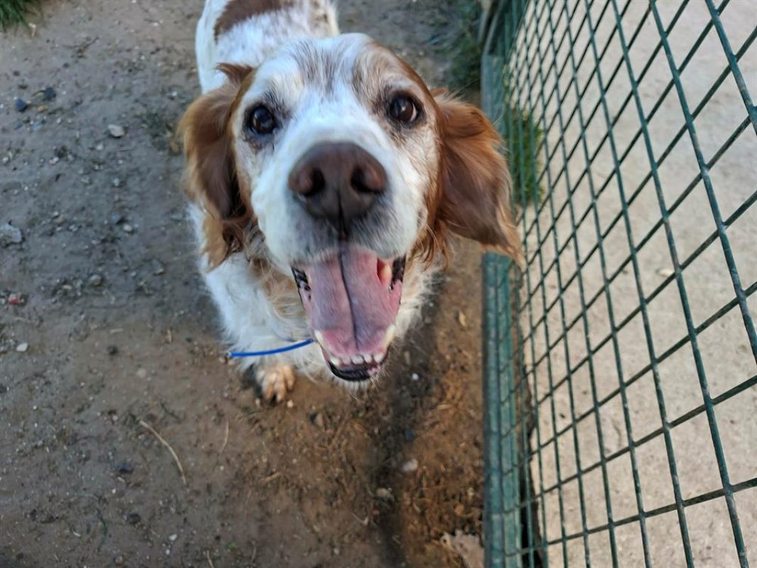Lanzo - Chien Epagneul Breton à adopter - photo 4