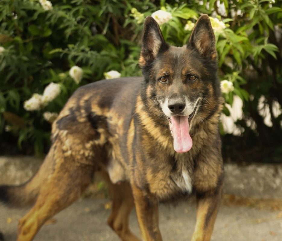 Black - Chien Berger Allemand à adopter