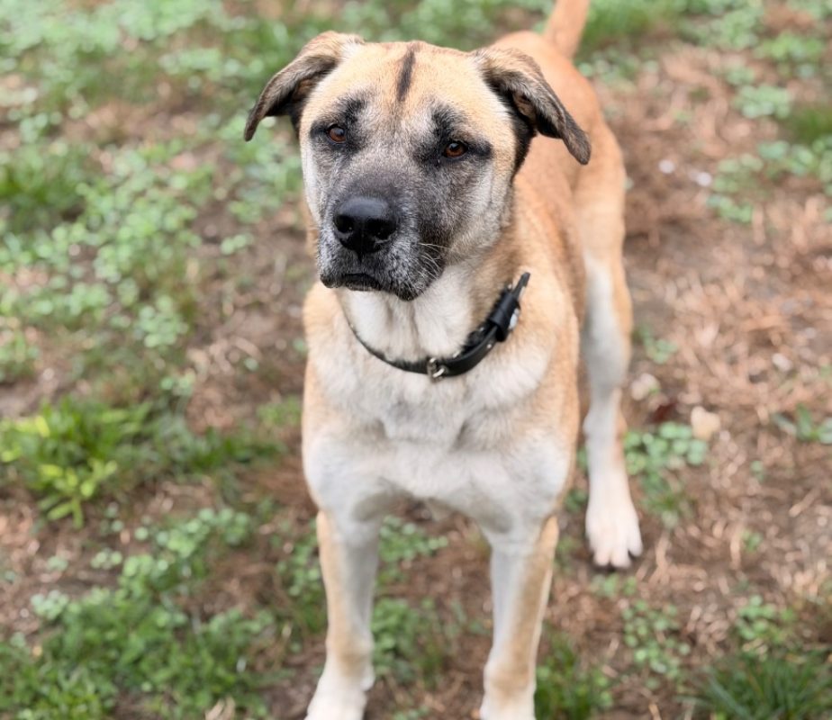 Pinocchio - Chien Berger Belge Malinois à adopter