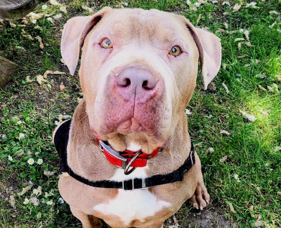 Tyson - Chien American Bully à adopter