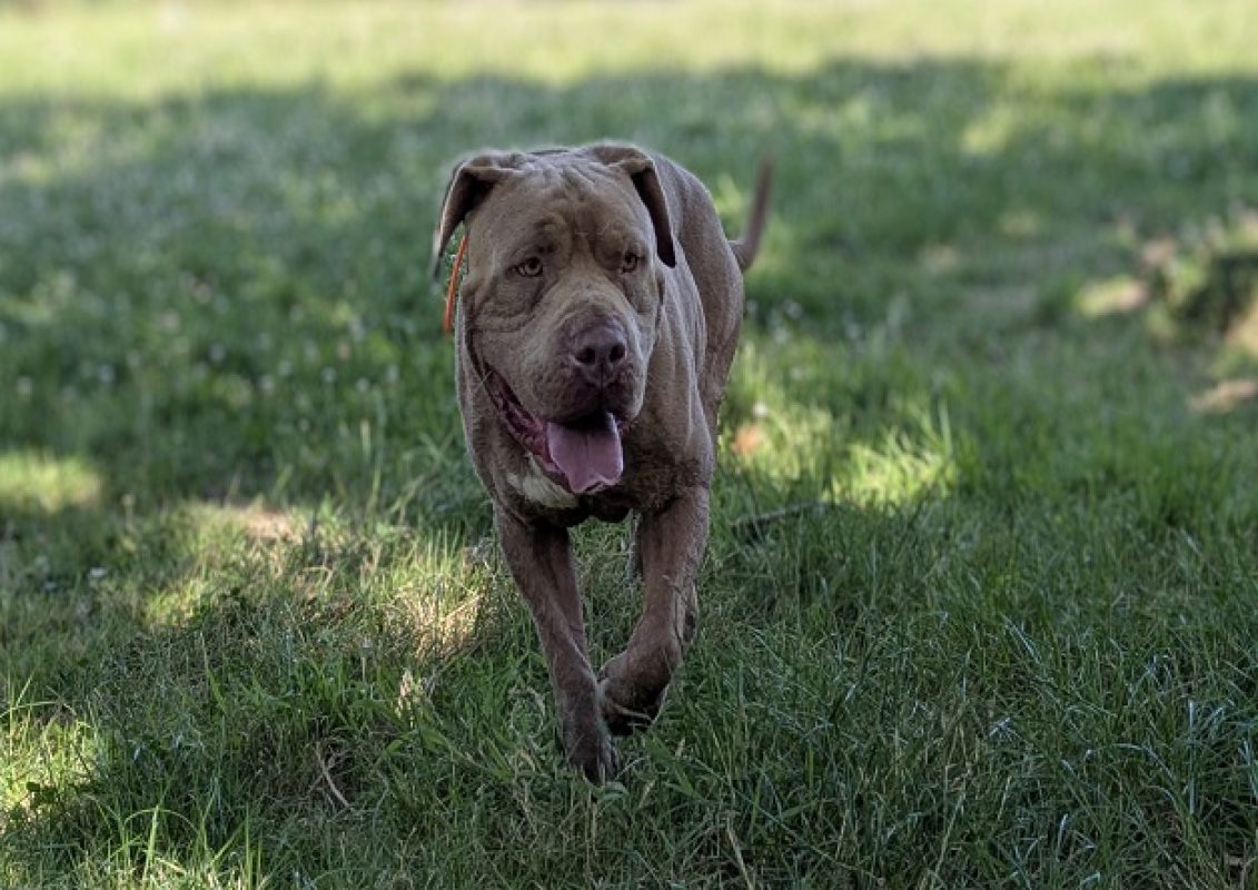Tyson - Chien American Bully à adopter - photo 2