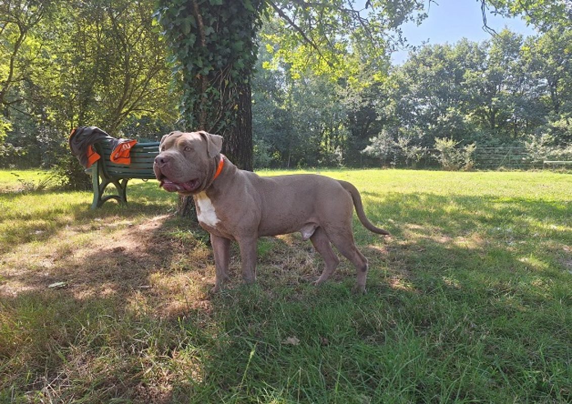 Tyson - Chien American Bully à adopter - photo 3