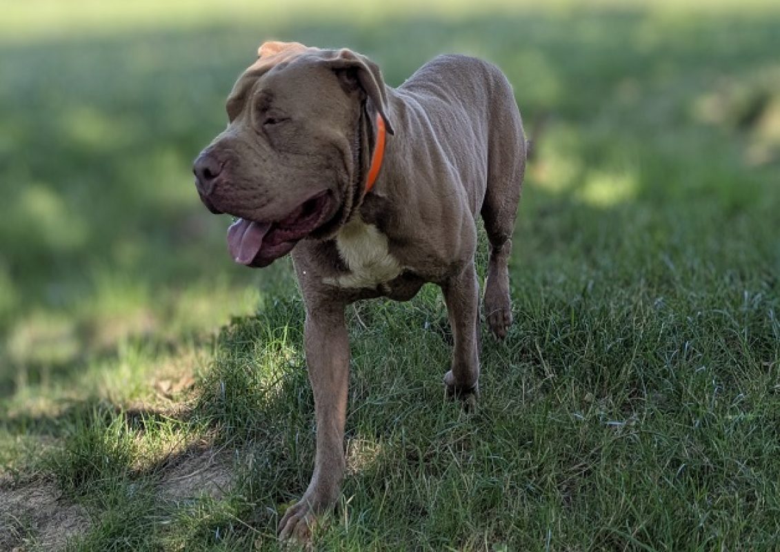 Tyson - Chien American Bully à adopter - photo 4