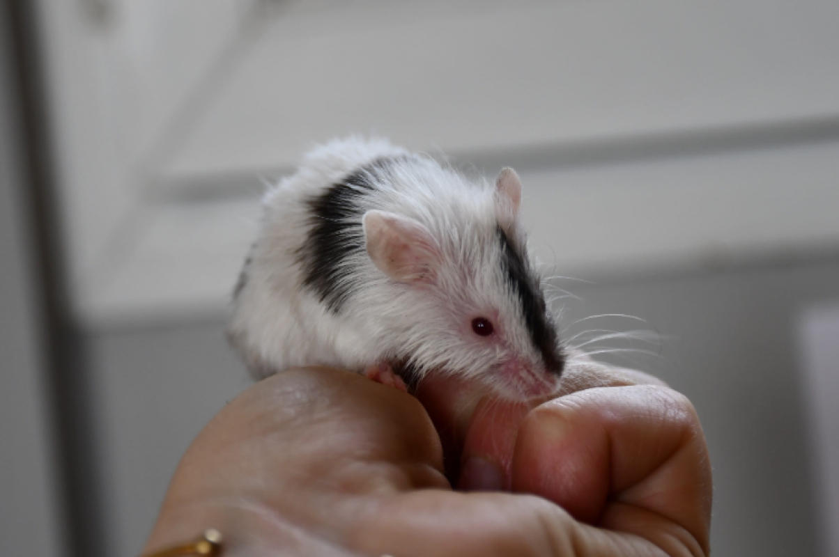 Photo #1 de Mirabelle