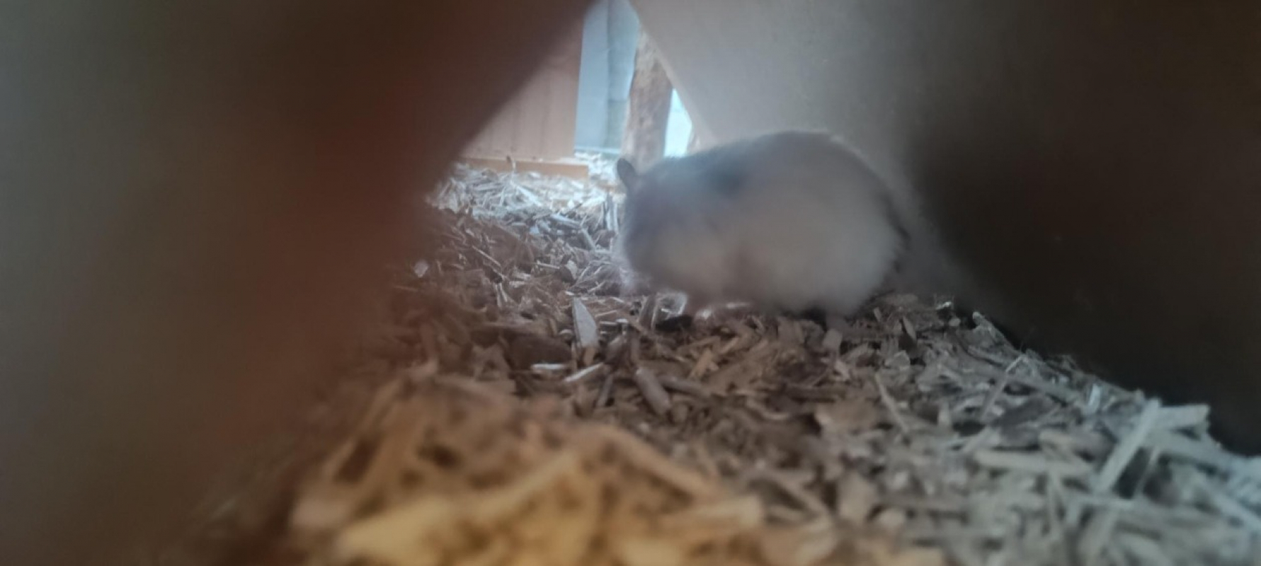 Photo #2 de Mirabelle