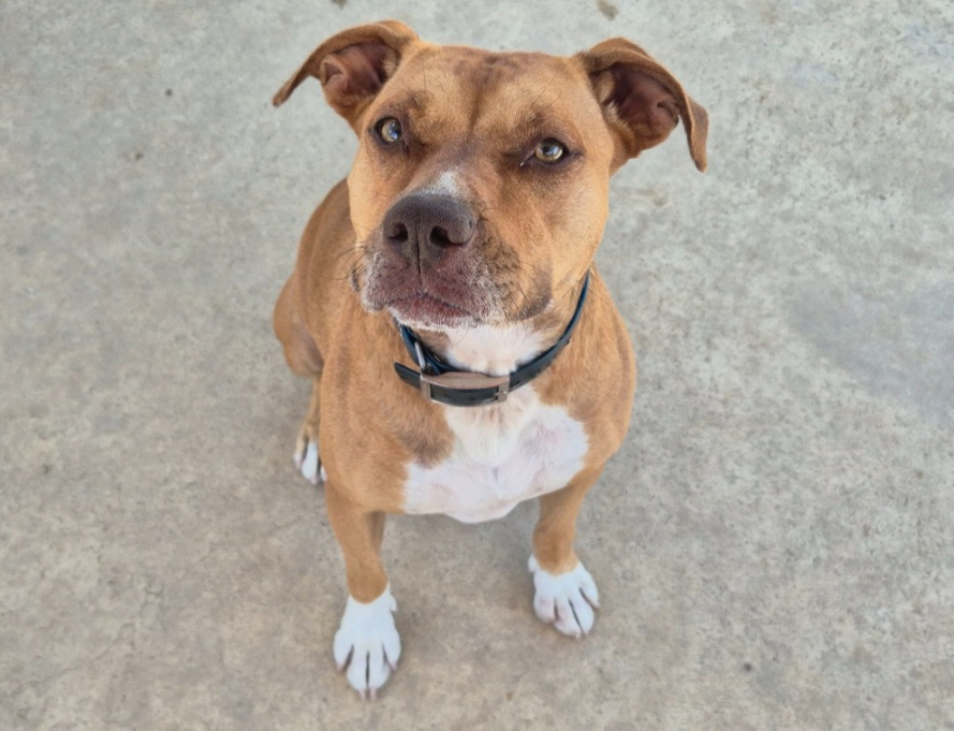 Lionna - Chien à adopter