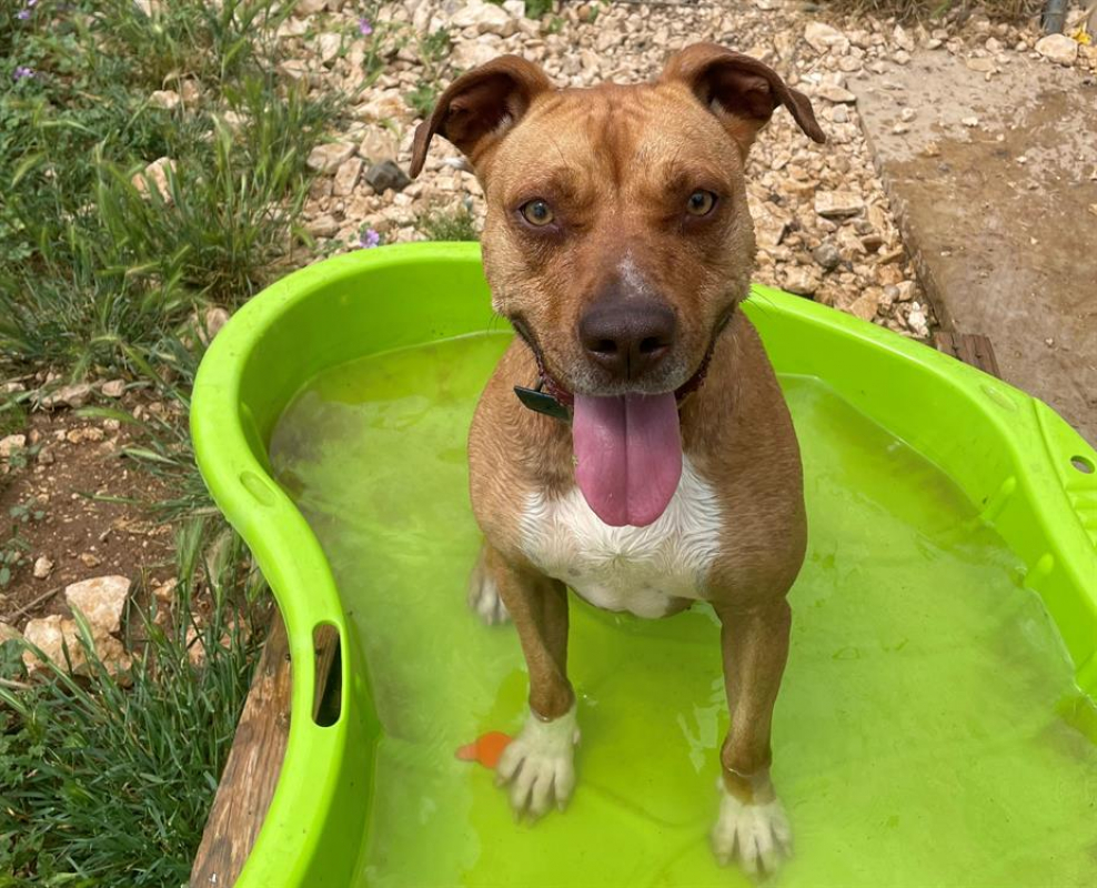 Lionna - Chien à adopter - photo 2