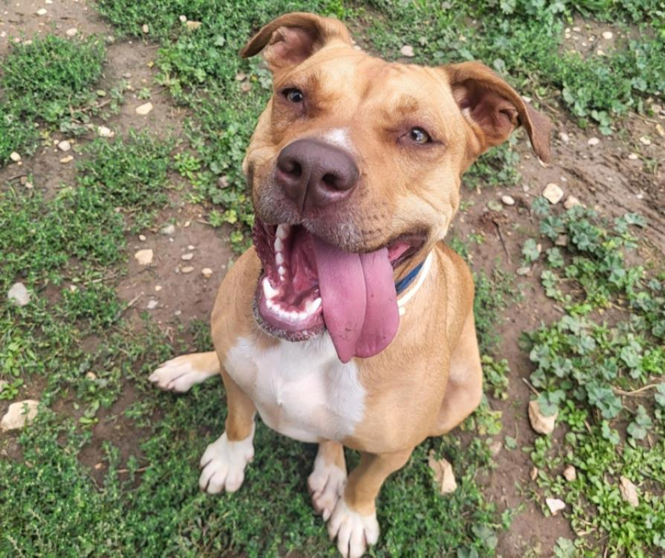 Lionna - Chien à adopter - photo 3